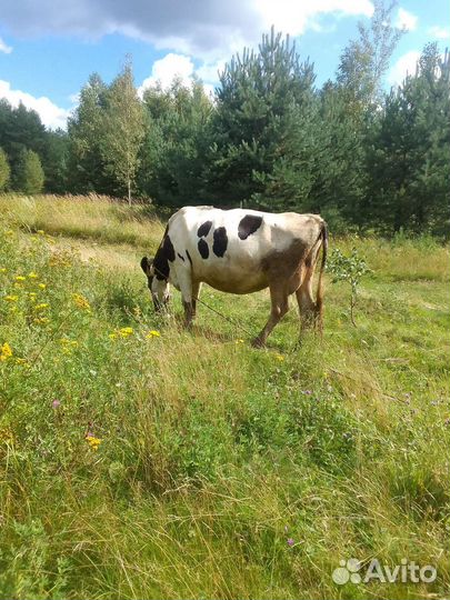 Корова дойная с теленком