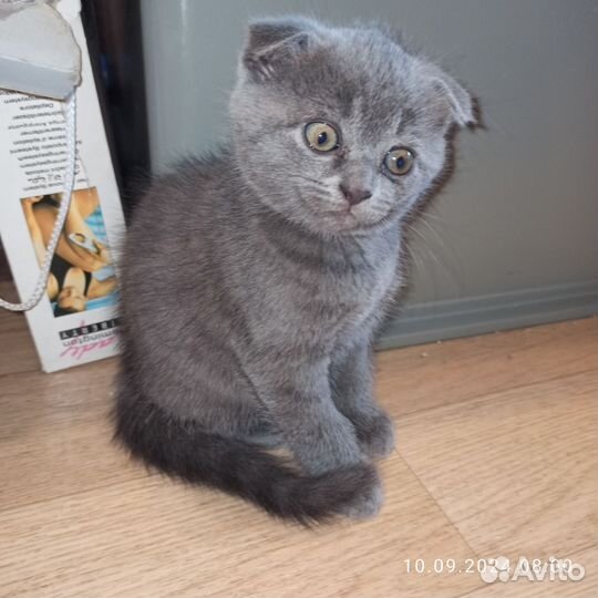 Шотландские котята