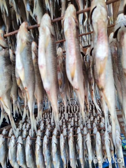 Астраханская вяленая вобла