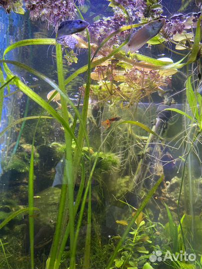 Аквариум на 50 литров