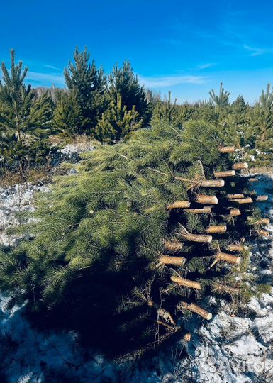 Сосна сентябрьская рождественская опт