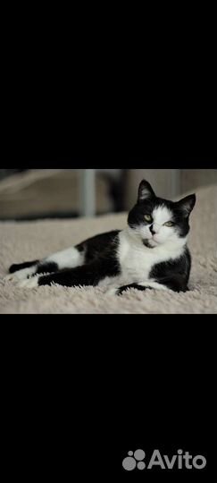 Кошка в добрые руки