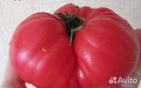 Семена томатов, перцев