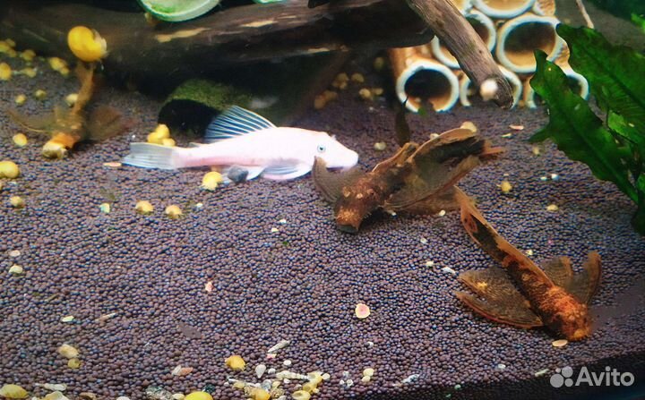 Вуаль анциструсы разных окрасов, гуппи и растения