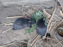 Кролики самки