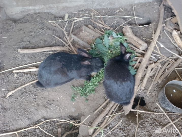 Кролики самки