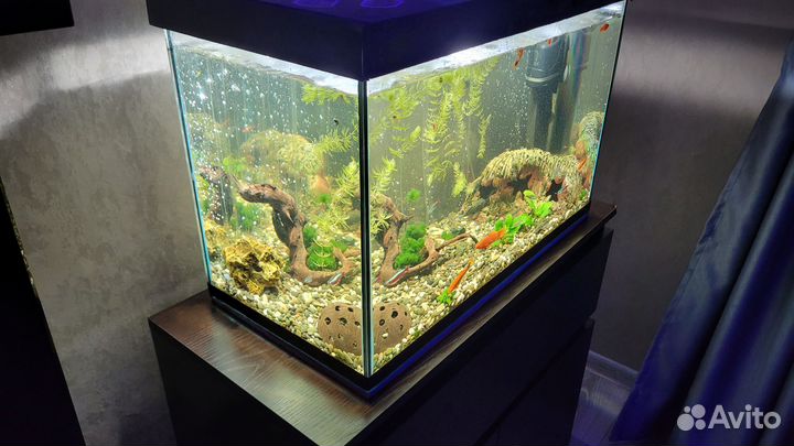 Аквариум 70 л. + оборудование + рыбки