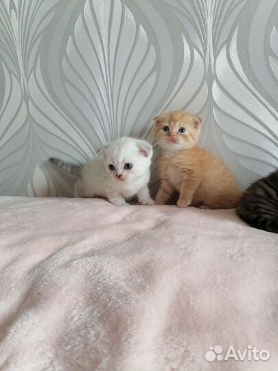 Шотландская