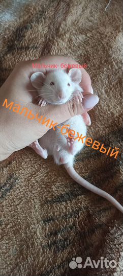 Крыса дамбо