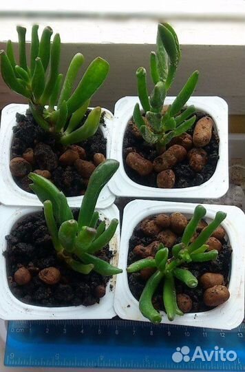 Крассула Хоббит, Хавортия, Крассула, Алоэ