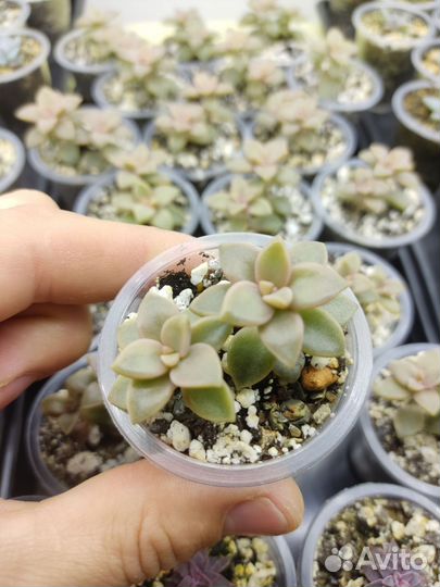 Суккуленты: Graptosedum bronze