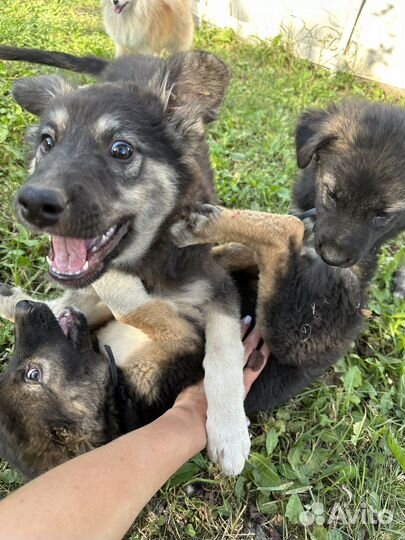 Щенки 2 месяца