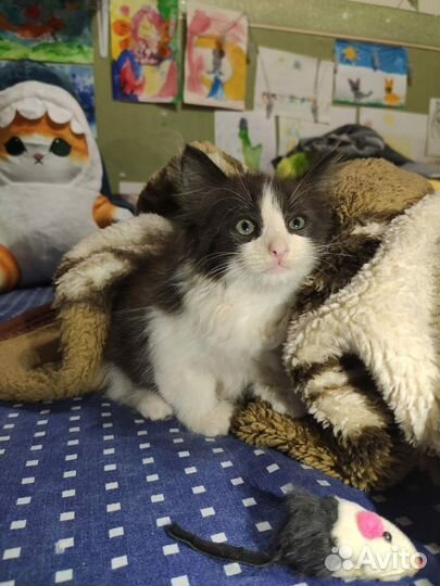 Малыш, котенок ищет дом