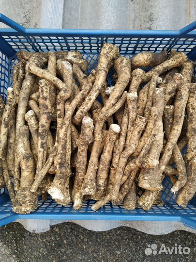 Продажа корней хрена