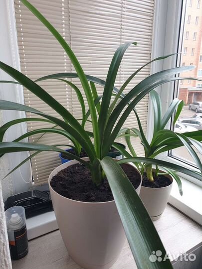 Кливия оранжевая