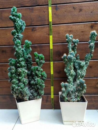 Цереус перуанский