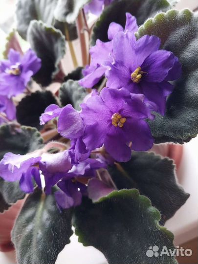 Фиалка в гошках