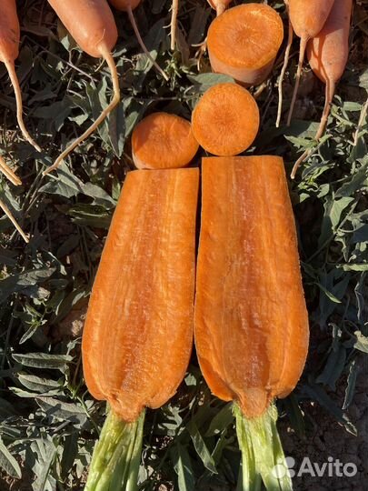 Морковь оптом