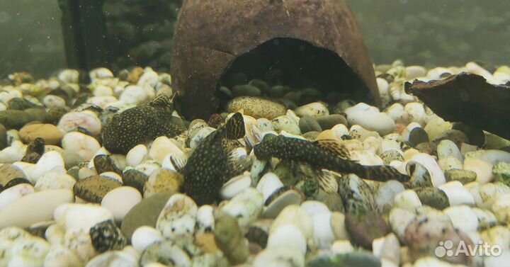 Сомики для аквариума за плиточку шоколада