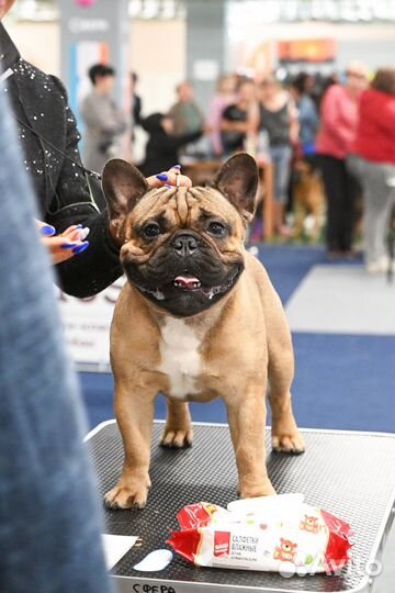 Французский бульдог вязка