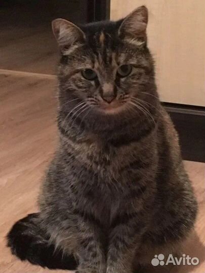 Кошка в хорошие руки