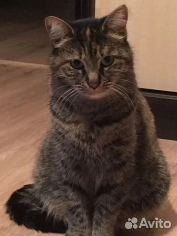 Кошка в хорошие руки