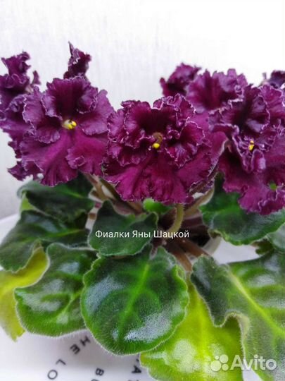 Фиалка сортовая