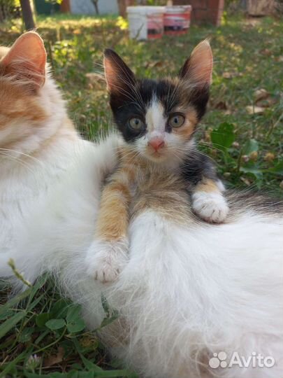 Кошки бесплатно