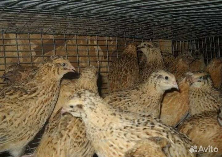 Перепела несушки техасские бройлерные
