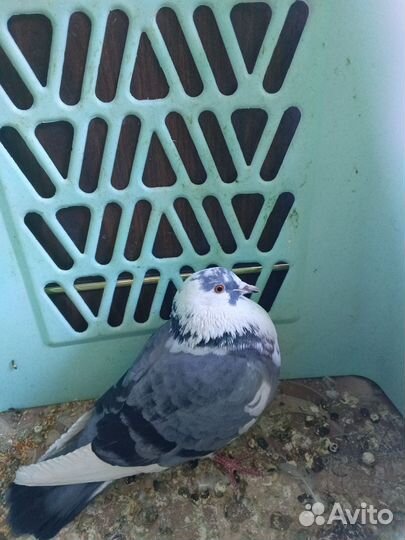 Птица голубь
