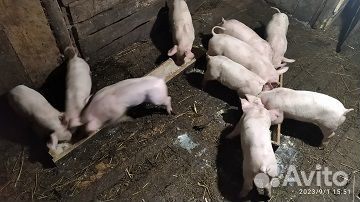 Поросята