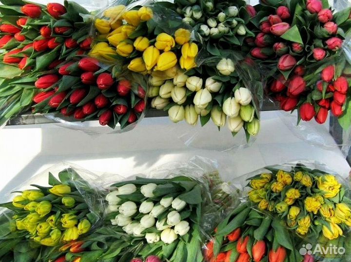 Тюльпаны опт