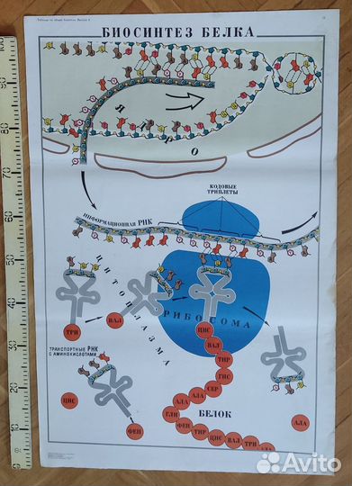 Плакаты (таблицы) учебные (биология) ч.1