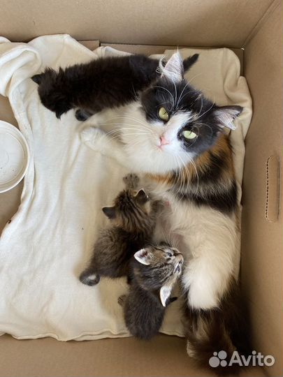 Потешные котята