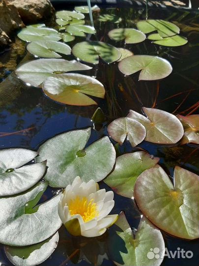 Нимфеи для пруда