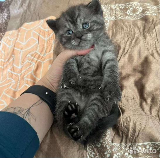 Продаются красивые котята