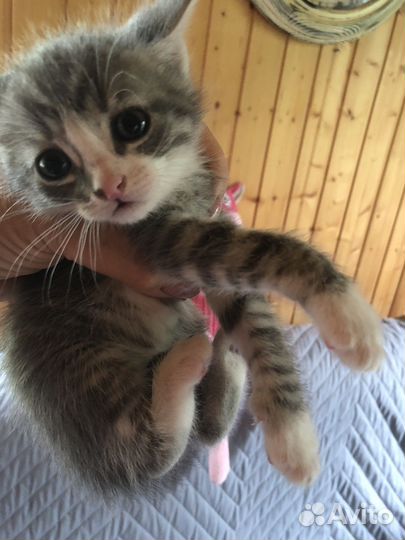 Котята в добрые руки приучены к лотку