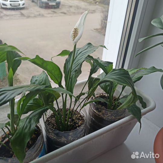 Спатифиллум