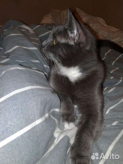 Кошка ищет дом