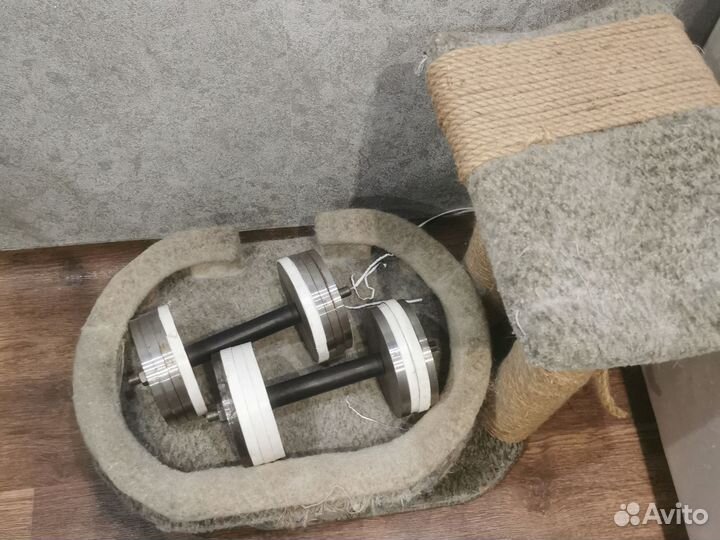 Когтеточка