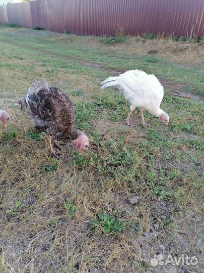 Индюшата подрощенные