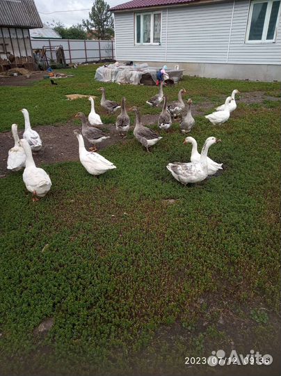 Гуси,утки,селезень