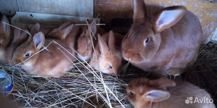 Кролики мясных пород