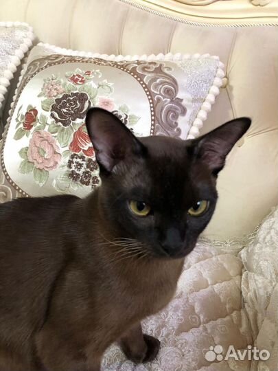 Бурманский кот на вязку