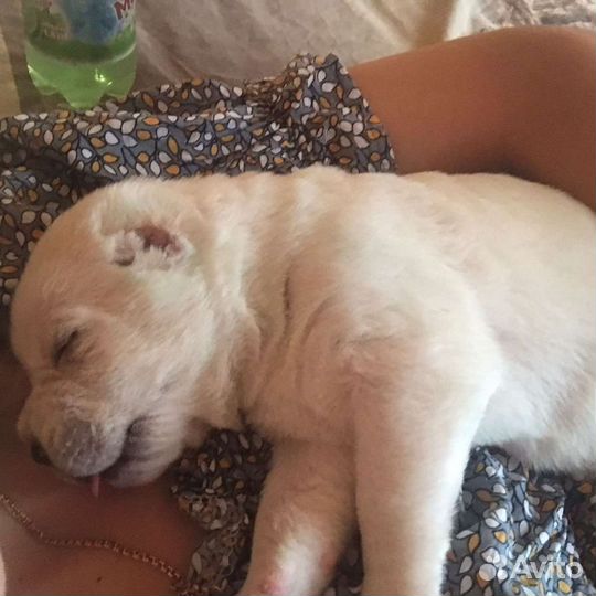 Щенки алабая