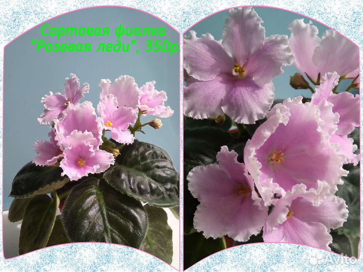 Сортовые фиалки