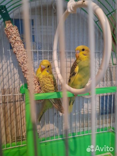 Птенцы волнистый попугай, самки