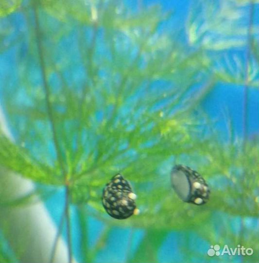 Улитки теодоксус