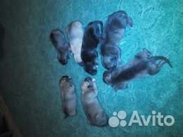 Прода мщенков