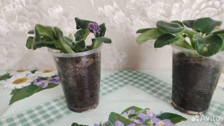 Сортовые фиалки